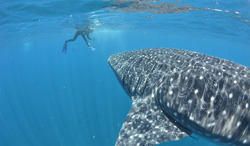 Snorkeler with whale shark